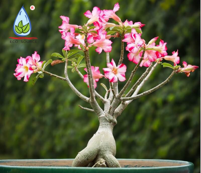 Hướng dẫn chăm sóc hoa hồng sau khi cắt tỉa đón Tết, bao gồm tưới nước và bón phân.