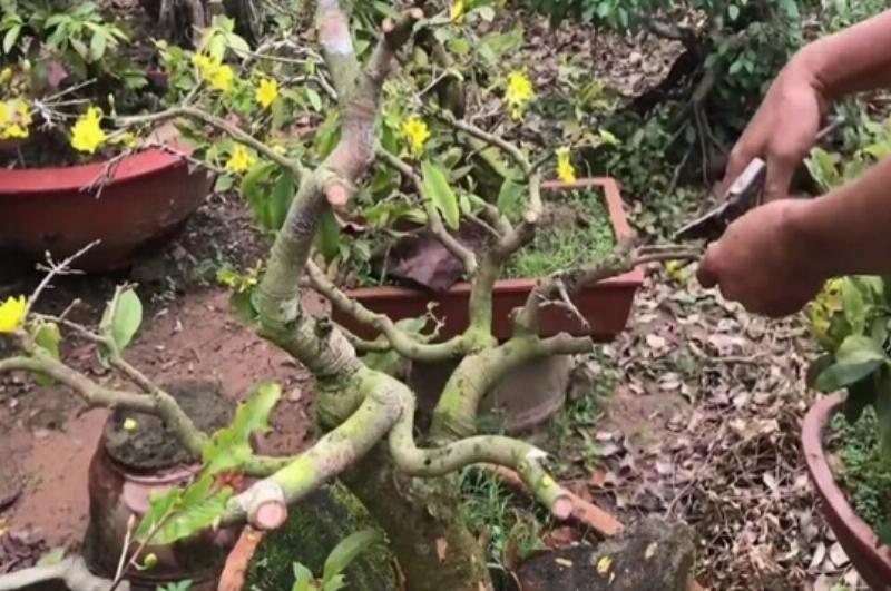 Hình ảnh minh họa quy trình thay chậu hoa lan Cattleya 1 lá giúp cây phát triển rễ mới khỏe mạnh