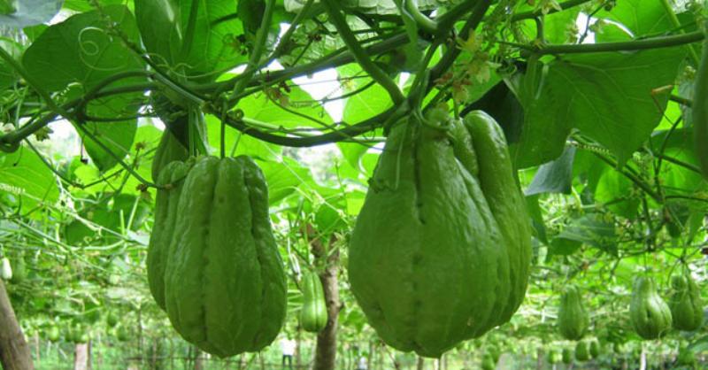 hinh anh nguoi dang cham soc hoa lan nhan thang 8, tuoi nuoc hoac bon phan cho cay