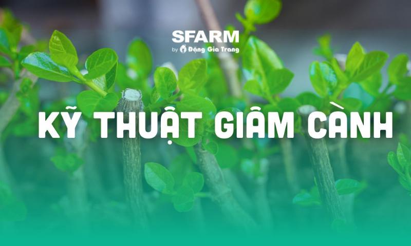 Hướng dẫn chọn cành giâm hoa giấy khỏe mạnh để tỉ lệ sống cao nhất cho người mới bắt đầu
