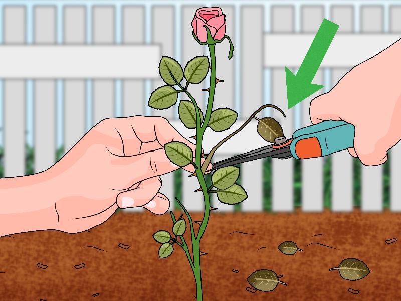 Cánh cắt chiết hoa hồng khỏe mạnh để nhân giống, tập trung vào nút lá và vết cắt.