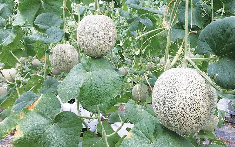 Hình ảnh dưa lưới đang phát triển trong chậu được treo lưới lên giàn