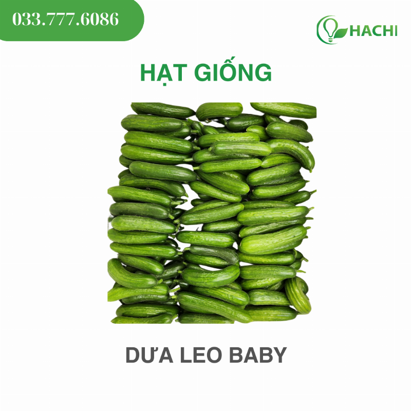 Chuẩn bị đất tơi xốp giàu dinh dưỡng cho cây dưa chuột phát triển khỏe mạnh và ra nhiều quả