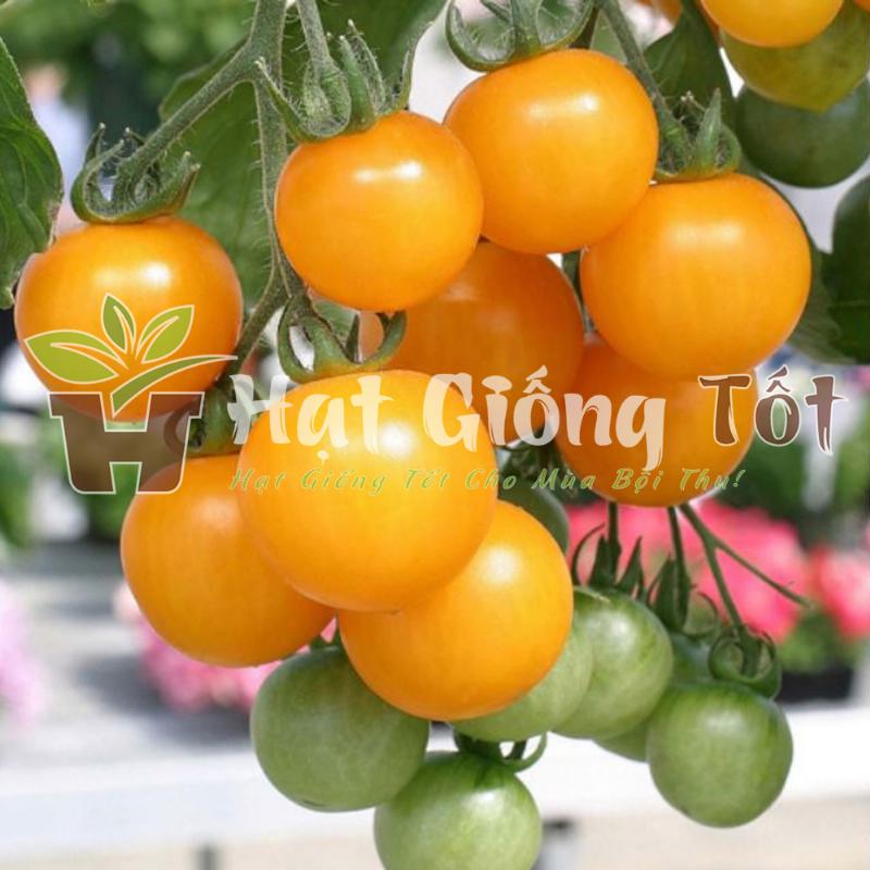 Hình ảnh các loại hạt giống cà chua khác nhau và dụng cụ chuẩn bị đất trồng cà chua tại nhà