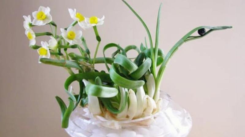 Hình ảnh củ hoa thủy tiên đã được gọt vỏ và tỉa rễ sẵn sàng trồng nước đẹp mắt