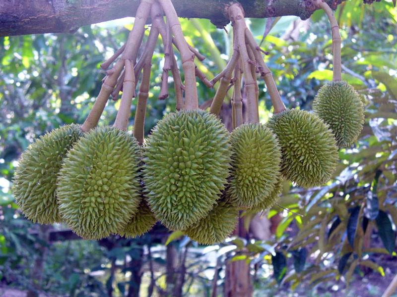 Quy trình đào hố và bón lót phân chuồng khi trồng sầu riêng đúng quy cách