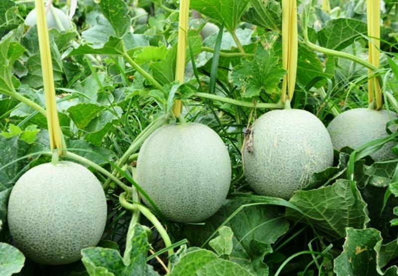 Đất tơi xốp, giàu dinh dưỡng được chuẩn bị kỹ lưỡng cho kỹ thuật trồng dưa lưới ngoài trời.