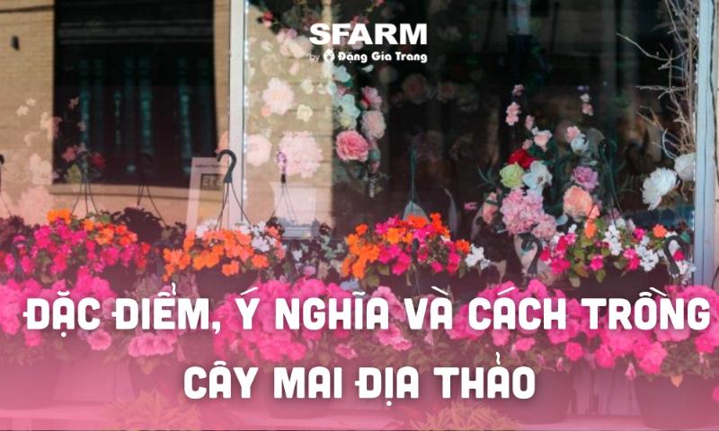 So sánh giá thể trồng lan bị mục nát gây úng nước với giá thể mới thông thoáng giúp ngăn nguyên nhân hoa lan bị héo