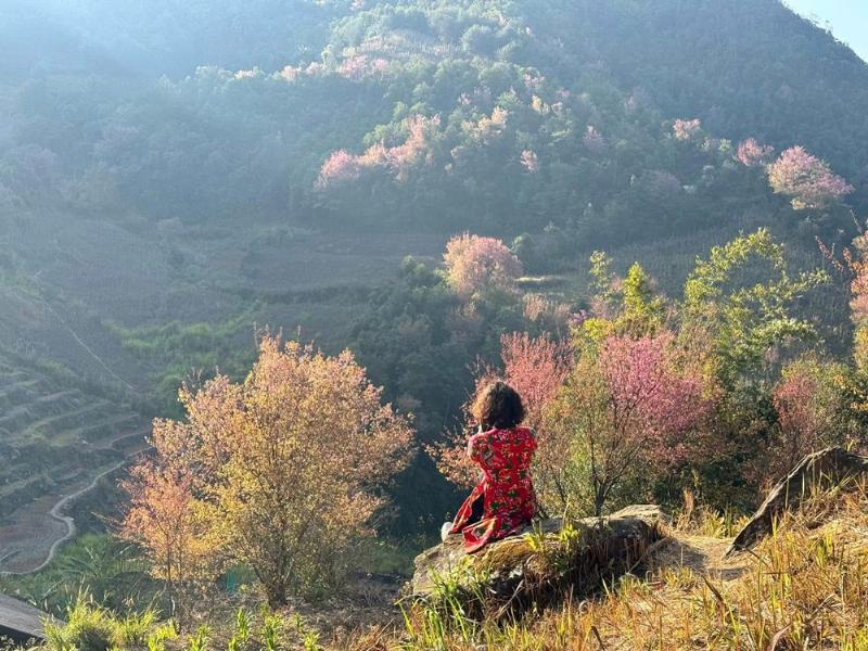Cận cảnh chùm hoa Mai Anh Đào Việt Nam màu hồng nhạt với nhụy vàng tươi đang nở rộ.