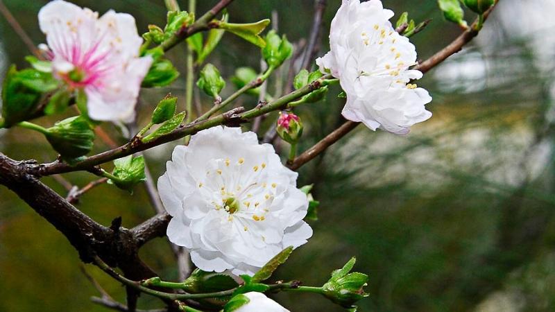 Hình ảnh hoa nhất chi mai đỏ khoe sắc rực rỡ dịp Tết và ý nghĩa đặc biệt