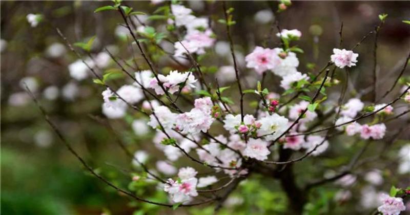 Cách sử dụng hoa nhất chi mai đỏ để trang trí nhà cửa đón Tết thêm sang trọng