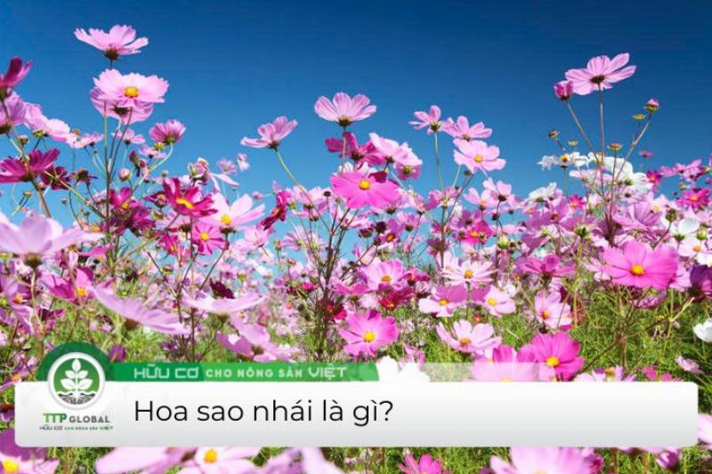Một luống hoa sao nhái đủ màu sắc đang nở rộ dưới ánh nắng, thể hiện vẻ đẹp rực rỡ và tươi tắn của chúng trong vườn nhà, minh họa thời gian hoa sao nhái trồng bao lâu ra hoa.