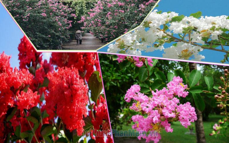 Hình ảnh hoa tường vi tím nở rộ, khoe sắc tuyệt đẹp trong vườn nhà