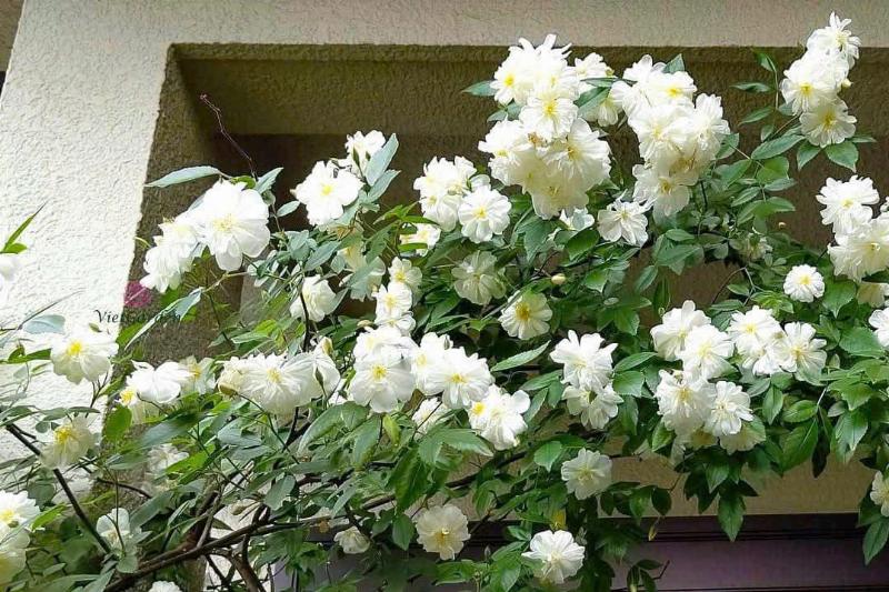 Hồng leo cổ Hải Phòng với hoa đỏ rực rỡ đang leo phủ kín giàn gỗ, tạo cảnh quan đẹp mắt cho khu vườn.