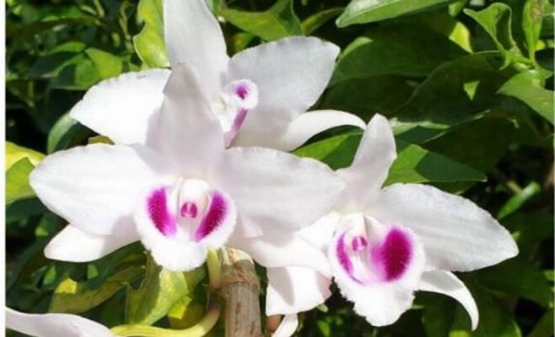 Kết quả nhân giống thành công: Cây phong lan phi điệp con phát triển khỏe mạnh trong chậu mới