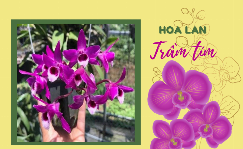 Ki phong lan Phi Điệp (Dendrobium) phát triển mạnh mẽ trên thân mẹ, chuẩn bị tách