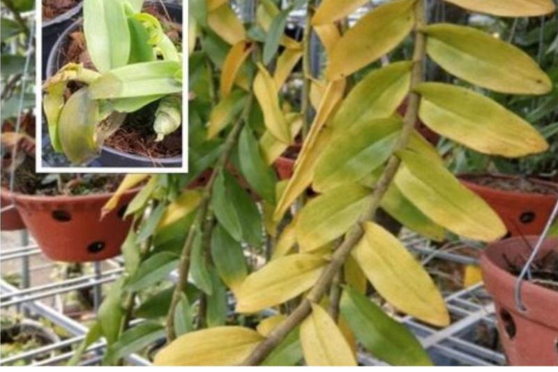 Kiểm tra rễ, lá, và thân cây lan để tìm nguyên nhân hoa lan bị héo