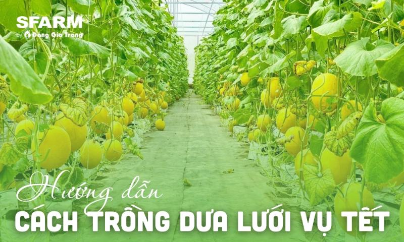 Minh họa kỹ thuật thụ phấn nhân tạo cho hoa dưa lưới trồng chậu