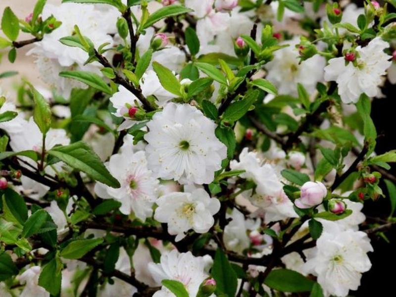 Tìm hiểu kỹ thuật chăm sóc và tạo dáng hoa nhất chi mai đỏ bonsai ra hoa đẹp
