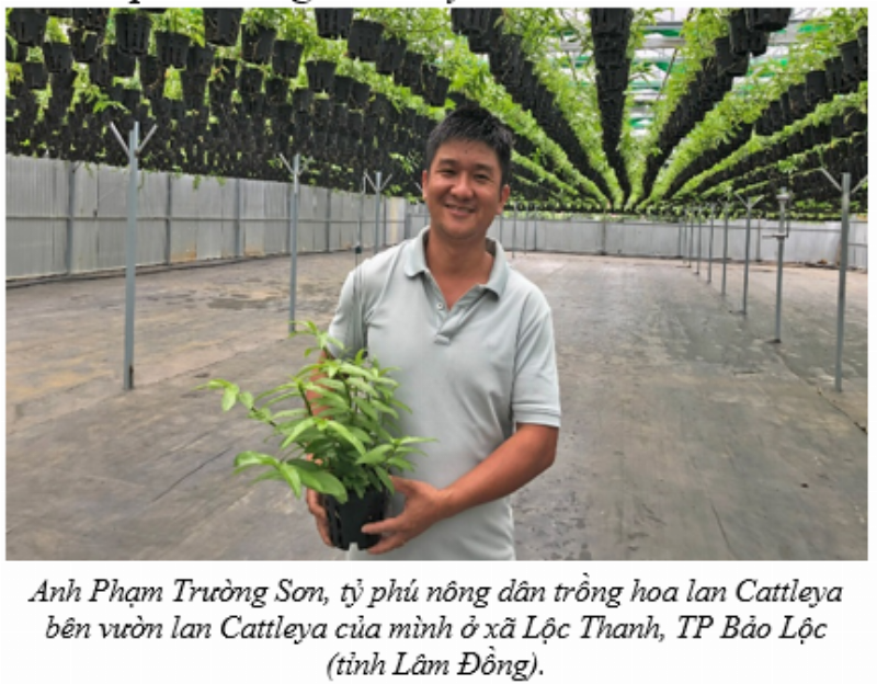Hình ảnh minh họa giả hành hoa lan Cattleya 1 lá đã trưởng thành và nhú vòi hoa, sẵn sàng nở hoa
