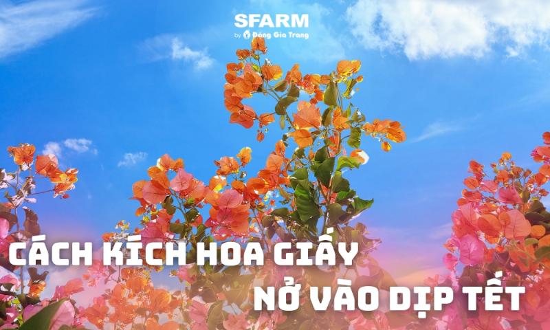 Hoa lan nở rộ sau khi sử dụng phan kich thich ra hoa, minh chứng hiệu quả