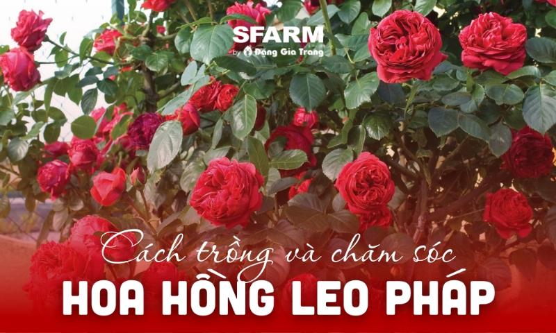 Hinh anh nguoi dang cham soc, cat tia cay hoa hong leo Phap dung ky thuat giup cay phat trien khoe manh
