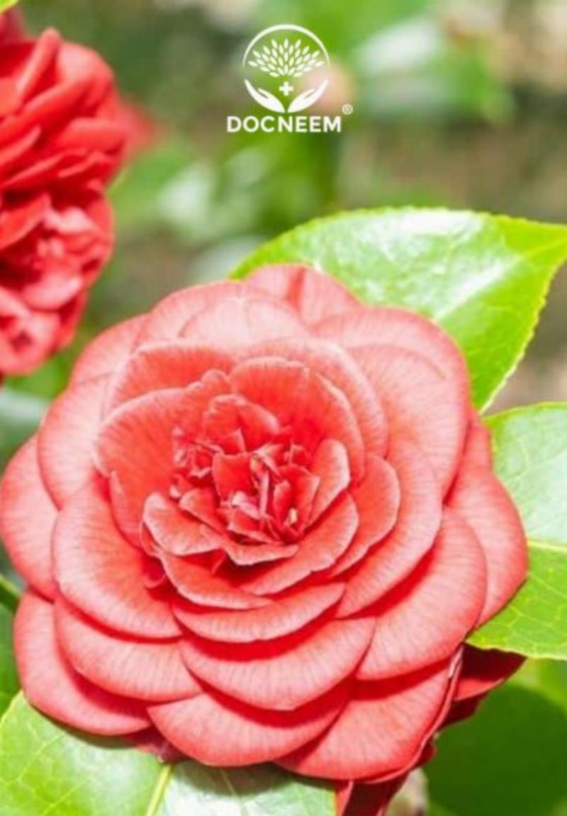 Hình ảnh người làm vườn đang cắt tỉa cành hoa hồng một cách cẩn thận bằng kéo sắc bén, minh họa biện pháp phòng ngừa bệnh đen thân