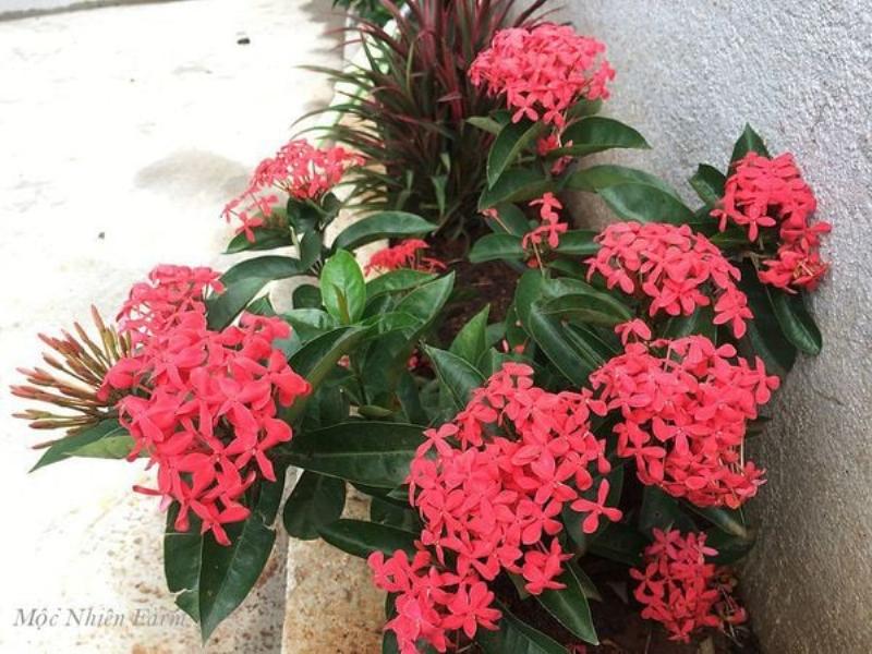 Hình ảnh cây hoa hồng đang đâm chồi, ra lá non tươi tốt sau khi được điều trị bệnh đen thân, thể hiện sự phục hồi