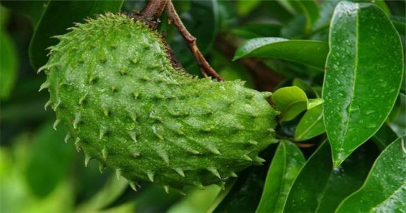 Một cánh đồng hoặc khu vườn sau khi được xử lý bằng thuốc diệt cỏ, cỏ dại đã chết hoặc đang héo úa, trong khi cây trồng chính (nếu có) vẫn xanh tốt. Bối cảnh là một vùng nông thôn vào buổi sáng hoặc chiều mát.