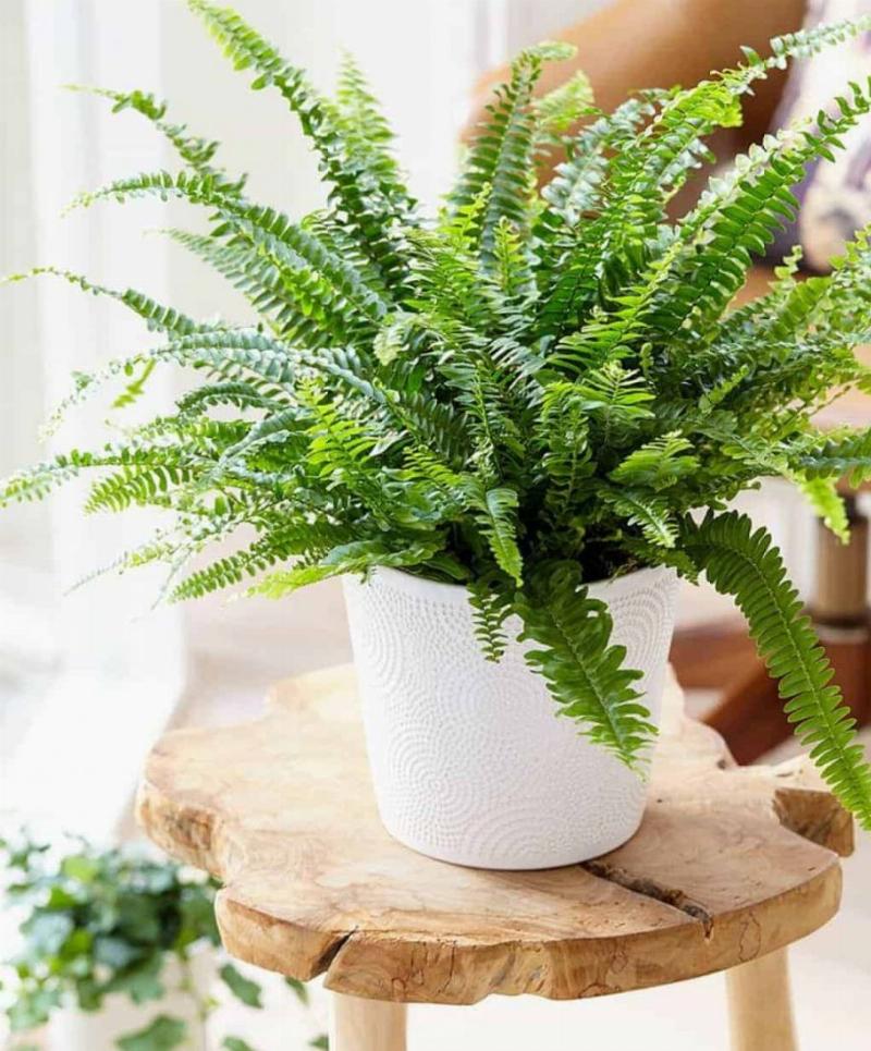 Hình ảnh so sánh không gian khi trồng cây to và cây nhỏ ở khu vực trước cửa nhà.