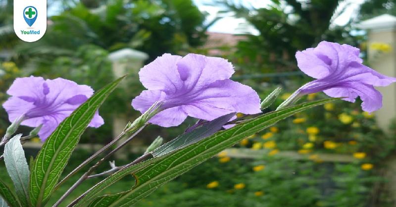Hình ảnh cận cảnh quá trình tách chiết bụi phong lan, cho thấy việc sử dụng dao sắc cắt rời các giả hành, minh họa kỹ thuật nhân giống lan bằng tách chiết.