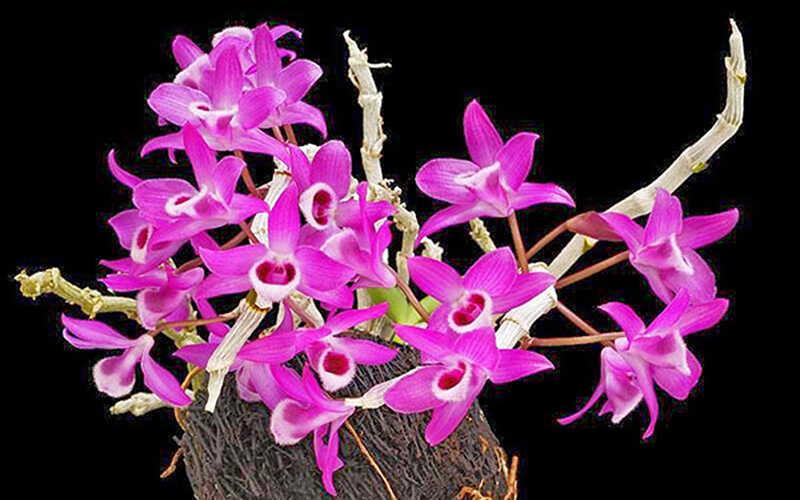 Đặc điểm thân, giả hành của các loại lan hoàng thảo thái bình phổ biến và dễ nhận biết