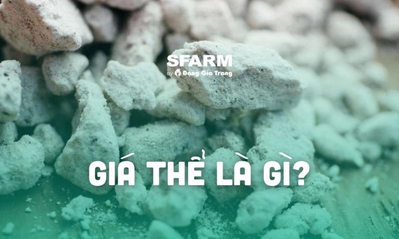Các thành phần phổ biến để làm giá thể ươm hạt giống tại nhà, bao gồm mùn dừa, perlite, vermiculite và than bùn