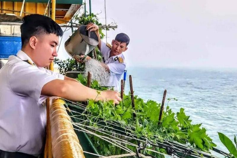 Hinh anh thu hoach rau muong tuoi ngon tai vuon nha