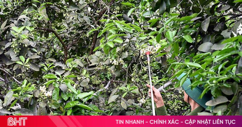 Hình ảnh minh họa người nông dân đang thực hiện thụ phấn bổ sung cho hoa sầu riêng