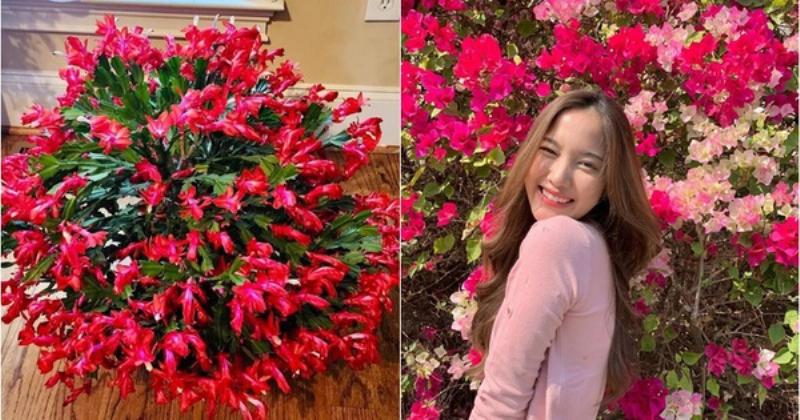 Hình ảnh người đang trồng hoặc thay chậu lan càng cua vào chậu có lỗ thoát nước lớn