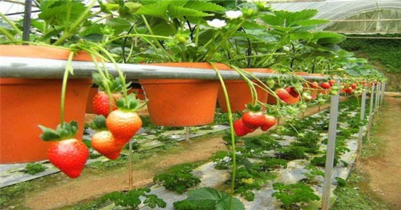 Cách tưới nước đúng cho cây dâu tây mới trồng trong chậu sau khi thay đất