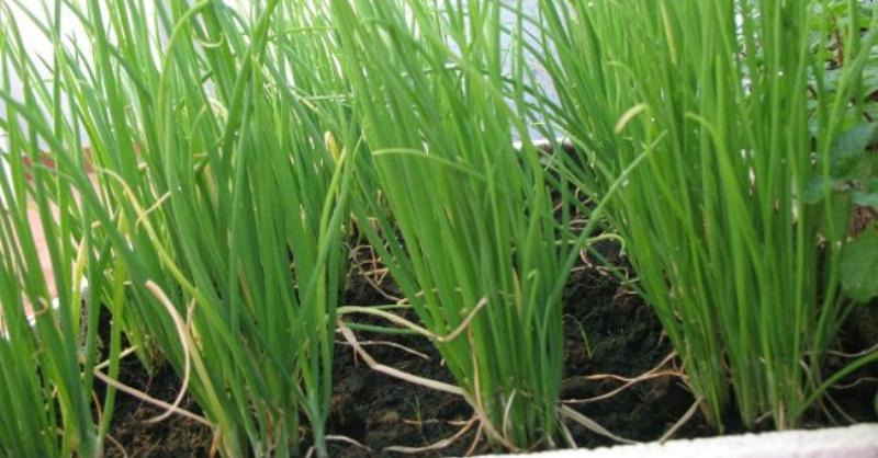 Một ban công tràn ngập các thùng xốp màu trắng được tận dụng để trồng đủ loại rau xanh tươi tốt, minh họa thành quả của việc làm thùng xốp trồng rau hiệu quả.