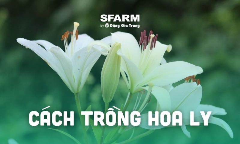 Hướng dẫn xử lý củ hoa ly trước khi trồng giúp phòng ngừa nấm bệnh và kích thích nảy mầm cho vụ hoa thành công