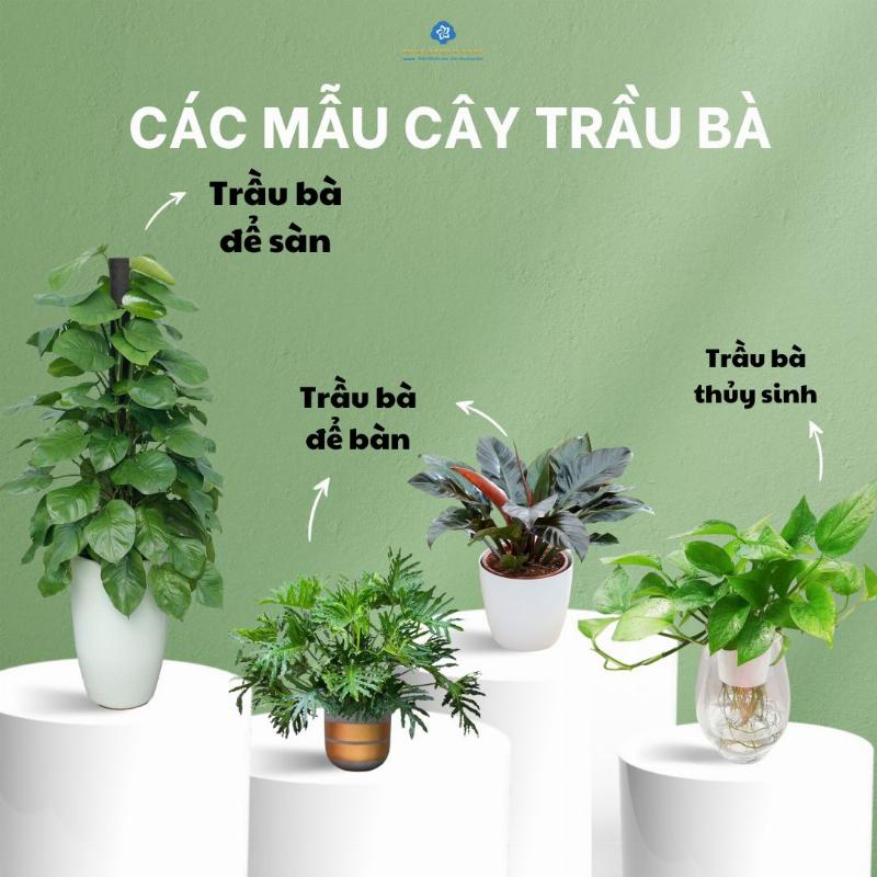 Một không gian sống được trang trí bằng nhiều chậu cây trầu bà treo tường ở các vị trí khác nhau, thể hiện tính thẩm mỹ và khả năng làm đẹp không gian