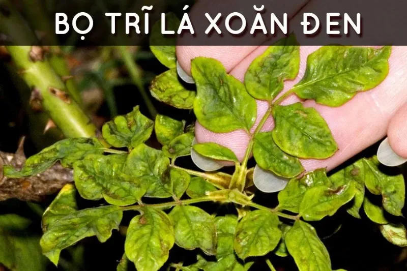 Bọ trĩ gây hại trên lá hoa hồng