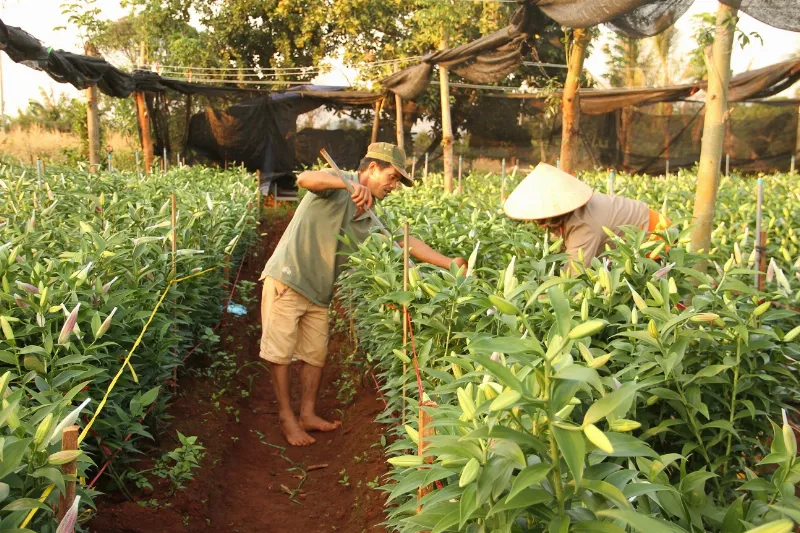 Tưởng bế tắc vì không nhập được giống nhưng vợ chồng anh Trung vẫn trồng được vườn hoa ly từ củ tái sinh đem lại thu nhập cao