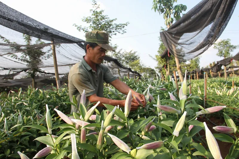 Vườn hoa ly trồng của hộ anh Đặng Anh Trung chuẩn bị bán tết