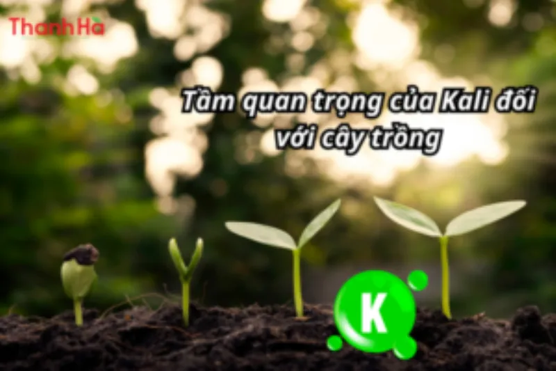 Bón kali cho cây trồng