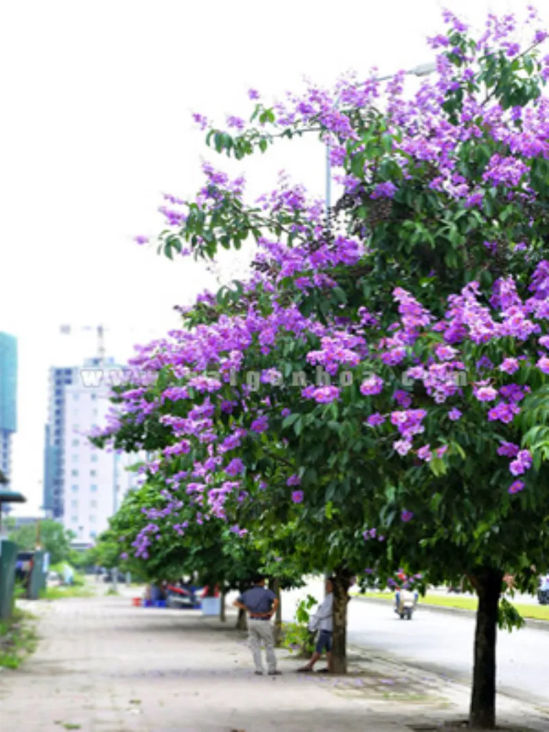 Cây bằng lăng tím trồng công trình