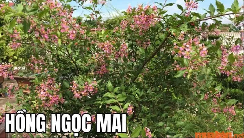 Cây Hồng Ngọc Mai là gì?