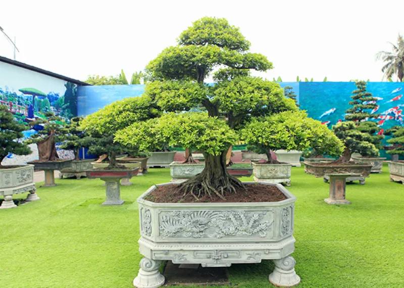 Cây nguyệt quế bonsai lá nhỏ