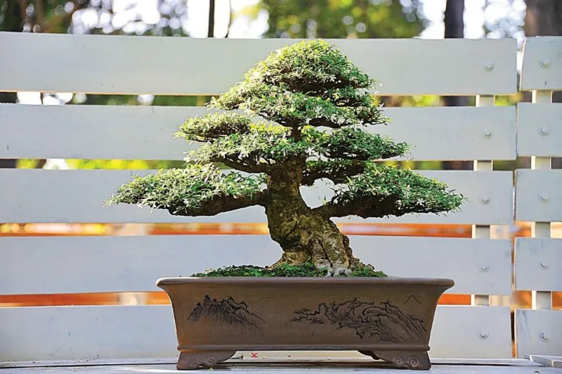 Cây nguyệt quế bonsai lá nhỏ