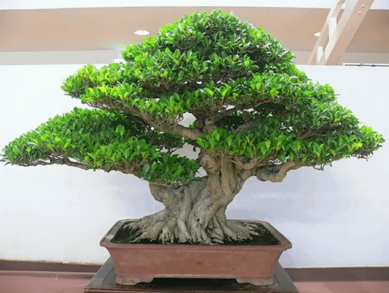 Cây nguyệt quế bonsai lá nhỏ thân xoắn