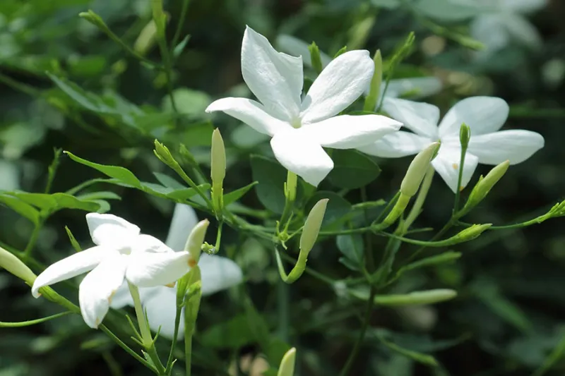 Hoa lài jasminum officinale